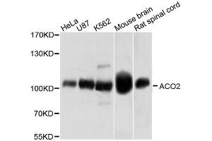 Western blot analysis of extracts of various cell lines, using ACO2 antibody (ABIN1870767) at 1:1000 dilution. (ACO2 anticorps)