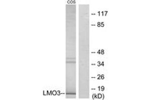 Western blot analysis of extracts from COS7 cells, using LMO3 Antibody. (LMO3 anticorps  (AA 96-145))