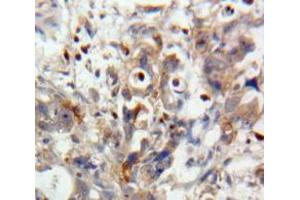 Used in DAB staining on fromalin fixed paraffin-embedded Pancreas tissue