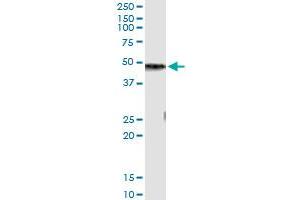Western Blotting (WB) image for anti-Carboxypeptidase B1 (Tissue) (CPB1) (AA 14-418) antibody (ABIN598622) (CPB1 anticorps  (AA 14-418))