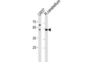 Western Blotting (WB) image for anti-Solute Carrier Family 25 (Mitochondrial Carrier, Phosphate Carrier), Member 25 (SLC25A25) antibody (ABIN3004716) (SLC25A25 anticorps)