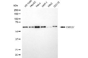 Western blotting analysis using CWC27 antibody (ABIN7798183).