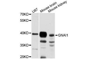 Western blot analysis of extracts of various cell lines, using GNAI1 antibody (ABIN5995925) at 1:3000 dilution. (GNAI1 anticorps)
