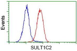 Flow cytometric Analysis of Hela cells, using anti-SULT1C2 antibody (ABIN2454325), (Red), compared to a nonspecific negative control antibody, (Blue). (SULT1C2 anticorps)