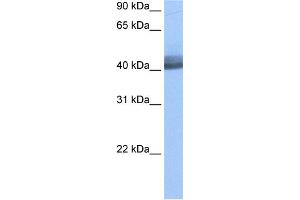 WB Suggested Anti-RBM4 Antibody Titration:  0. (RBM4 anticorps  (Middle Region))