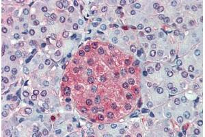 Anti-SLC11A2 antibody  ABIN960802 IHC staining of human pancreas. (SLC11A2 anticorps  (C-Term))