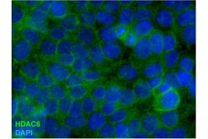 Immunocytochemistry staining of HDAC6 in formaldehyde-fixed and Triton-permeabilized HEK-293T cells by mouse monoclonal antibody 178, followed by anti-mouse Alexa Fluor 488 (green), DNA indicated by DAPI (blue).