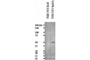 Image no. 2 for anti-serine (Or Cysteine) Peptidase Inhibitor, Clade A, Member 3G (Serpina3g) (AA 406-426) antibody (ABIN108636) (serine (Or Cysteine) Peptidase Inhibitor, Clade A, Member 3G (Serpina3g) (AA 406-426) anticorps)