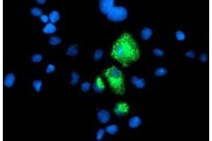 Image no. 3 for anti-Carboxypeptidase A1 (Pancreatic) (CPA1) antibody (ABIN1497590) (CPA1 anticorps)