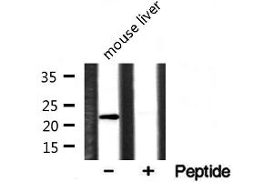 Western blot analysis of extracts of various cell lines, using CLDN1 antibody.