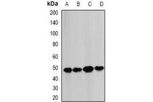 Western blot analysis of BCS1L expression in MCF7 (A), Hela (B), mouse heart (C), mouse liver (D) whole cell lysates. (BCS1L anticorps)