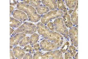 Immunohistochemistry of paraffin-embedded Mouse kidney using FKBP6 Polyclonal Antibody at dilution of 1:100 (40x lens). (FKBP6 anticorps)