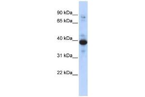 RNF34 antibody used at 0. (RNF34 anticorps  (Middle Region))