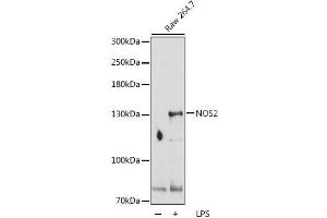 Western blot analysis of extracts of Raw 264. (NOS2 anticorps  (AA 500-730))