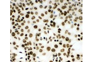 ICC testing of (m) HEPA cells
