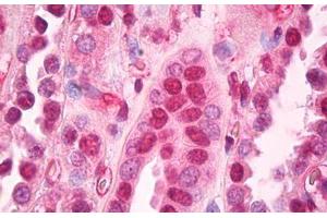 Anti-B2M / Beta 2 Microglobulin antibody IHC staining of human kidney. (beta-2 Microglobulin anticorps  (AA 1-120))