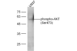 U937 cell lysates probed with Anti-AKT1/2/3 (Ser472/Ser473/Ser474) Polyclonal Antibody, Unconjugated  at 1:5000 for 90 min at 37˚C. (AKT 1/2/3 anticorps  (pSer473))