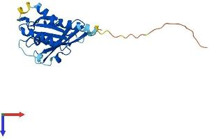 AlphaFold protein structure predicition of Human Recombinant RAB38 Protein, UniprotID P57729