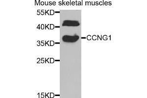 Western blot analysis of extracts of mouse skeletal muscle, using CCNG1 antibody (ABIN5973038) at 1/1000 dilution. (Cyclin G1 anticorps)