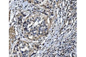 IHC analysis of OTULIN using anti-OTULIN antibody (ABIN7601854). (FAM105B anticorps  (AA 49-352))