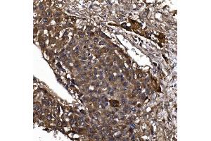 IHC analysis of KLHL12 using anti-KLHL12 antibody (ABIN7601009).