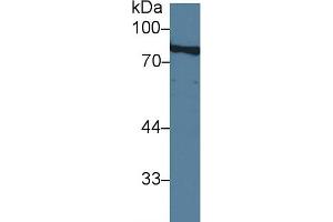 Detection of ABP1 in Porcine Kidney lysate using Polyclonal Antibody to Amiloride Binding Protein 1 (ABP1)