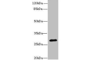 Western blot All lanes: CAPNS2 antibody at 8 μg/mL + Mouse heart tissue Secondary Goat polyclonal to rabbit IgG at 1/10000 dilution Predicted band size: 28 kDa Observed band size: 28 kDa (CAPNS2 anticorps  (AA 1-248))