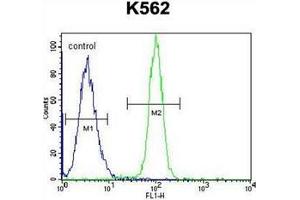 Flow cytometric analysis of K562 cells using HMG1L10 Antibody (N-term) Cat. (HMG1L10 anticorps  (N-Term))