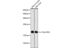 Western blot analysis of extracts of various cell lines, using α-Synuclein antibody (ABIN7270695) at 1:1000 dilution. (SNCA anticorps  (AA 59-140))