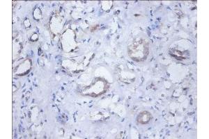 Immunohistochemistry of paraffin-embedded human kidney tissue using ABIN7162107 at dilution of 1:100