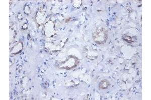 Immunohistochemistry of paraffin-embedded human kidney tissue using ABIN7162107 at dilution of 1:100 (SEPSECS anticorps  (AA 5-451))