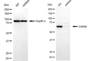 Western blotting analysis using FARSB antibody (ABIN7799786).