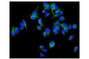 IF analysis of ALDH1L1 using anti-ALDH1L1 antibody (ABIN7601093). (ALDH1L1 anticorps  (AA 282-424))