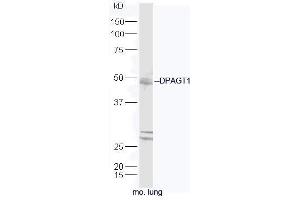 Mouse lung lysates probed with Rabbit Anti-DPAGT1 Polyclonal Antibody, Unconjugated (ABIN2559605) at 1:300 in 4˚C. (DPAGT1 anticorps  (AA 301-408))