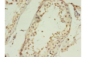 Immunohistochemistry of paraffin-embedded human testis tissue using ABIN7148349 at dilution of 1:100 (CTRP6 anticorps  (AA 47-278))