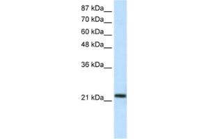 Western Blotting (WB) image for anti-High-Mobility Group Box 1-Like 10 (HMG1L10) antibody (ABIN2461320) (HMG1L10 anticorps)