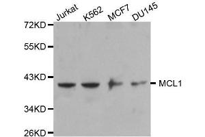 Western blot analysis of extracts of various cell lines, using MCL1 antibody. (MCL-1 anticorps)