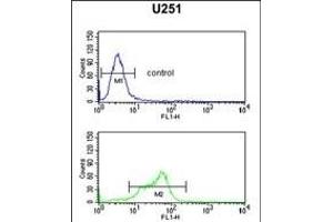 GT1 Antibody (N-term) (ABIN651247 and ABIN2840152) flow cytometric analysis of  cells (bottom histogram) compared to a negative control (top histogram).