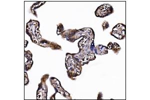 IHC analysis of POGLUT1 using anti-POGLUT1 antibody (ABIN7602910). (POGLUT1 anticorps  (C-Term))