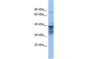 Host: Rabbit Target Name: ZMYND15 Sample Type: THP-1 Whole Cell lysates Antibody Dilution: 1. (ZMYND15 anticorps  (N-Term))