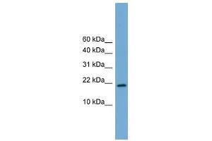 Cited4 antibody used at 0. (CITED4 anticorps  (Middle Region))