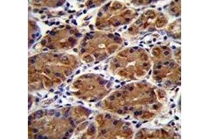 anti-Mucin 3B, Cell Surface Associated (MUC3B) (AA 866-895) antibody