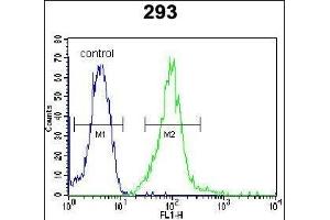 I2BP2 Antibody (Center) (ABIN654481 and ABIN2844216) flow cytometric analysis of 293 cells (right histogram) compared to a negative control cell (left histogram). (IRF2BP2 anticorps  (AA 337-366))
