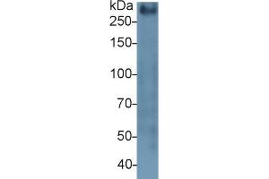 Detection of MUC2 in Mouse Colon lysate using Polyclonal Antibody to Mucin 2 (MUC2)