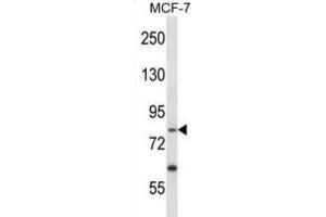 Western Blotting (WB) image for anti-Protein-Kinase, Interferon-Inducible Double Stranded RNA Dependent Inhibitor, Repressor of (p58 Repressor) (PRKRIR) antibody (ABIN2998294) (PRKRIR anticorps)
