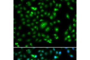 Immunofluorescence analysis of A549 cells using ELF5 Polyclonal Antibody (ELF5 anticorps)