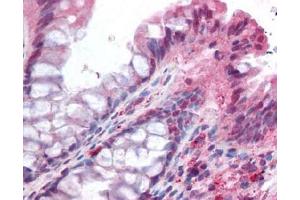 Image no. 1 for anti-NADPH Oxidase Organizer 1 (NOXO1) (AA 238-252) antibody (ABIN401322) (NOXO1 anticorps  (AA 238-252))