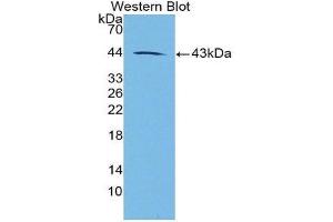 Western Blotting (WB) image for anti-Galanin (GAL) (AA 26-121) antibody (ABIN1862506) (Galanin anticorps  (AA 26-121))