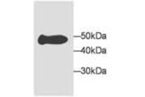 Image no. 1 for anti-Malate Dehydrogenase 1, NAD (Soluble) (MDH1) antibody (ABIN791540) (MDH1 anticorps)