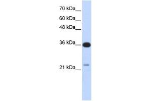 C20ORF10 antibody used at 1 ug/ml to detect target protein.